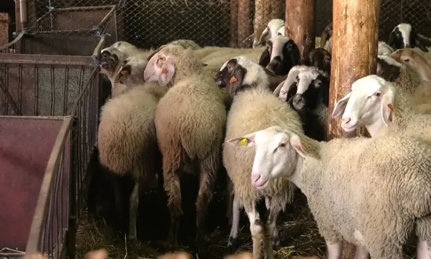 ovceferma-rogozen